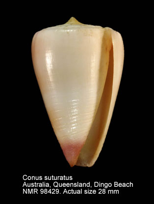 Conus suturatus (12).jpg - Conus suturatus Reeve,1844